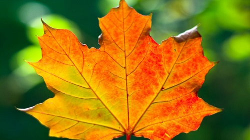 leaf_maple_autumn_305732_1280x720.jpg