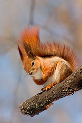 squirrel_001.jpg