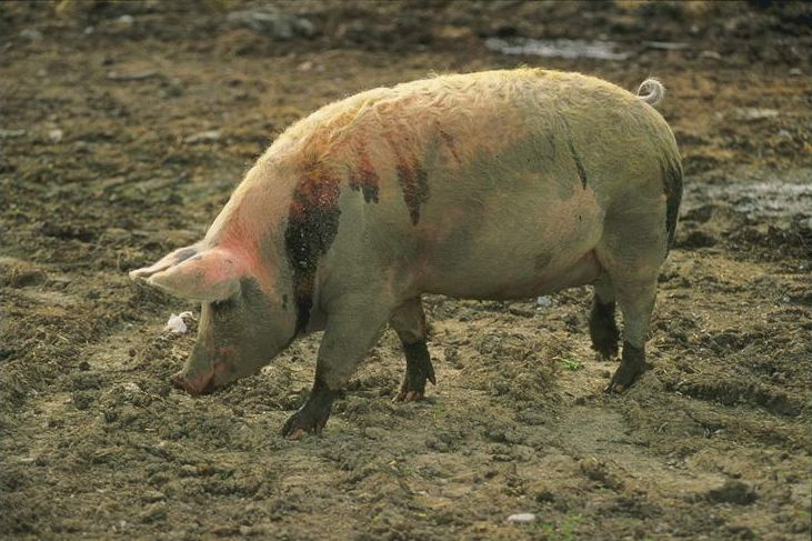 foto_boar_pig_01.jpg